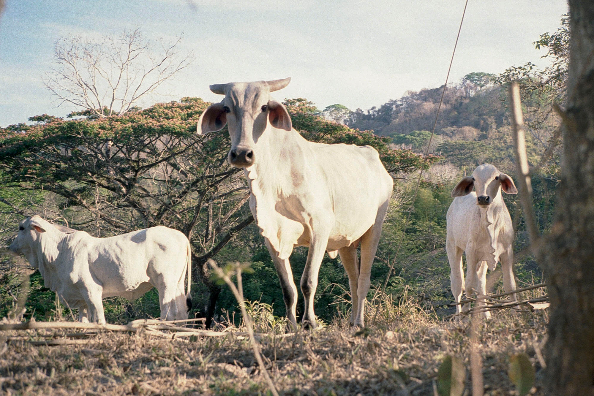 Costa_Rica_lores_025